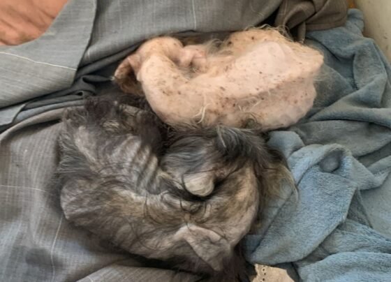 Rádio Cidade FM Foz Itajaí – 91.7