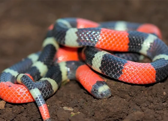 Rádio Cidade FM Foz Itajaí – 91.7