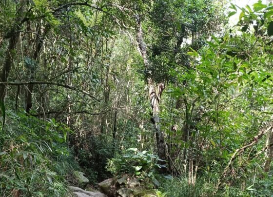 Rádio Cidade FM Foz Itajaí – 91.7