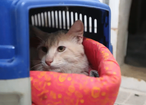 Rádio Cidade FM Foz Itajaí – 91.7