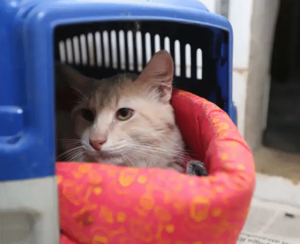 Rádio Cidade FM Foz Itajaí – 91.7