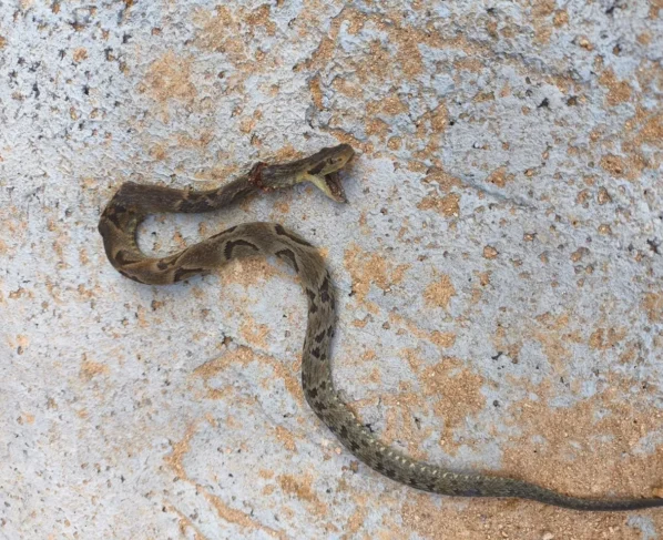 Rádio Cidade FM Foz Itajaí – 91.7