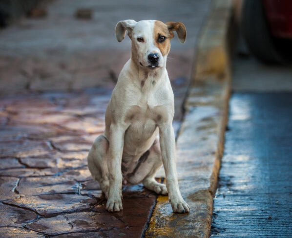 Rádio Cidade FM Foz Itajaí – 91.7