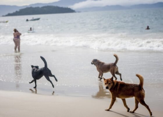 Rádio Cidade FM Foz Itajaí – 91.7