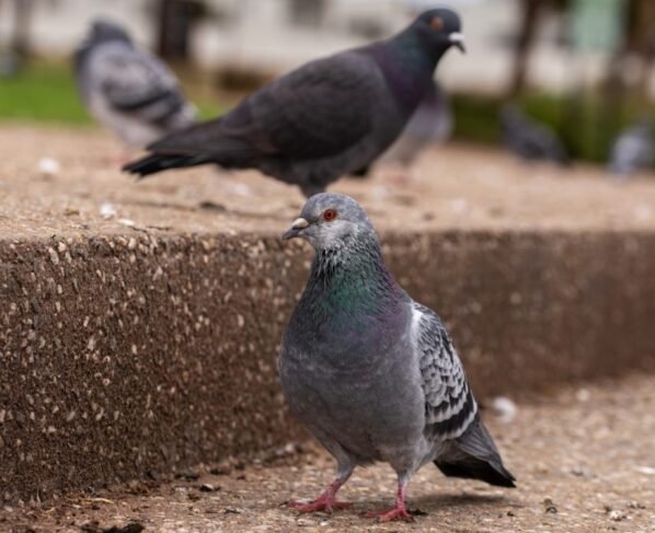 ComScore analytics tracking pixel