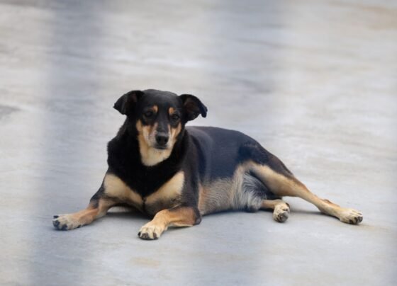 Rádio Cidade FM Foz Itajaí – 91.7