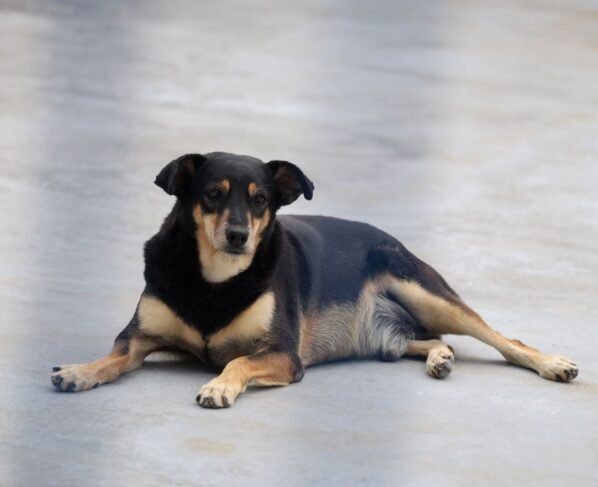 Rádio Cidade FM Foz Itajaí – 91.7