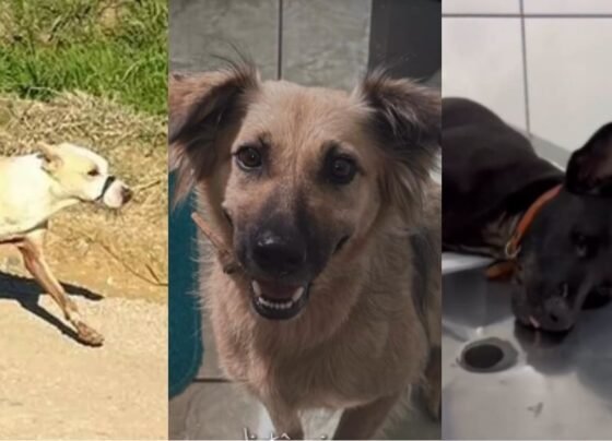 ComScore analytics tracking pixel